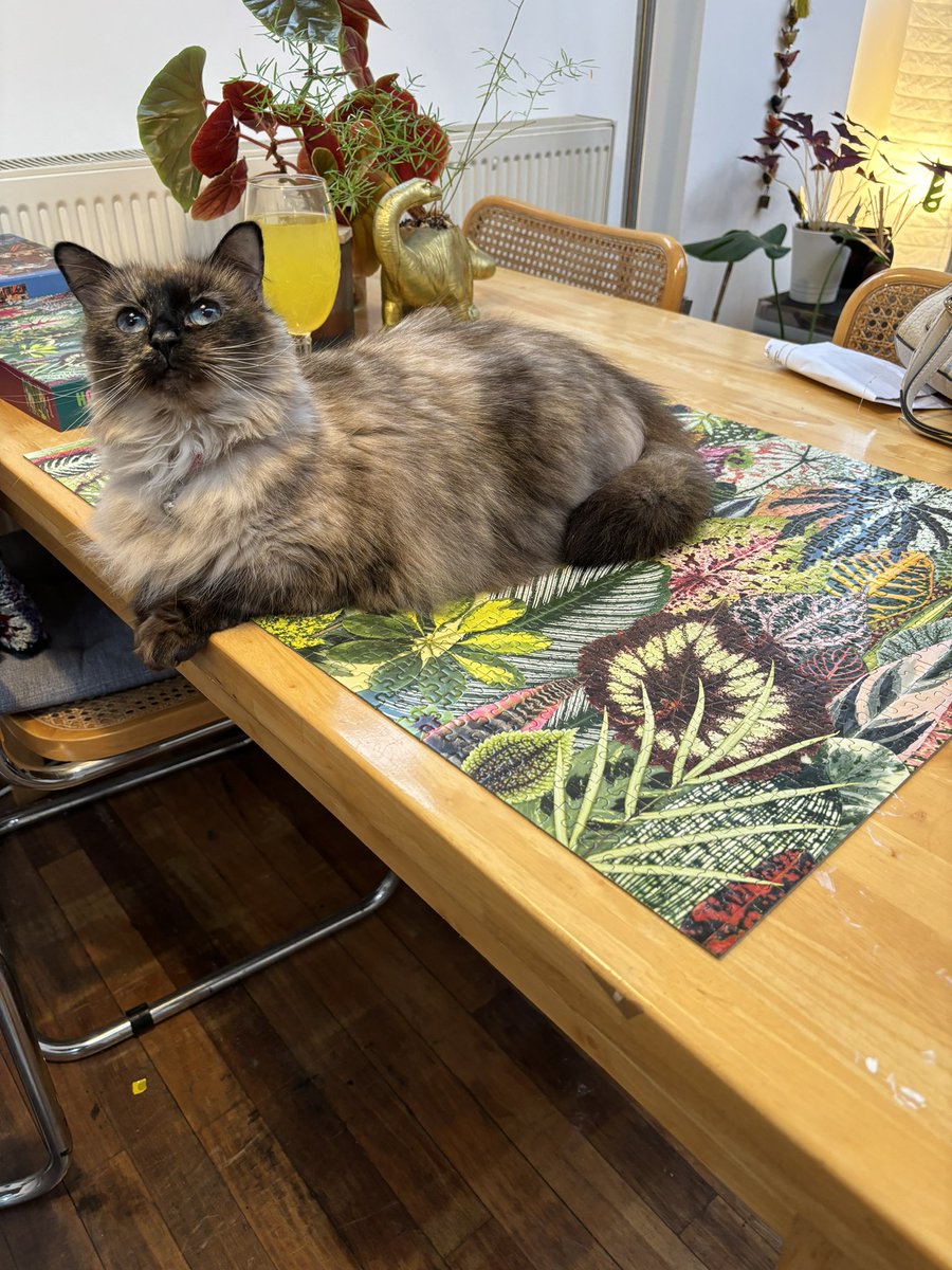 BBASS_Alice's tweet photo. Finished (delayed by a week of nights), with a little help from a furry friend. Onto the next puzzle. #resilience #bbass @BBASS_skills https://t.co/OvCyrkyJLV