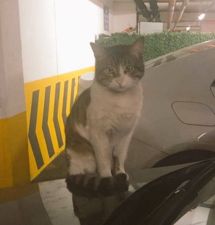 Ben daha haberi okumaya çalışırken haberin en sonuna yerde duran o minik bedenini koymuşlardı bakamadım o fotoğrafa dayanamadım ağladım ne kadar acı çektiğini düşündüm hep kıyamadım içimden ve bir insan kalkıp bunu nasıl yapabilir algılayamıyorum !!!#ibrahimkeloglantutuklansın