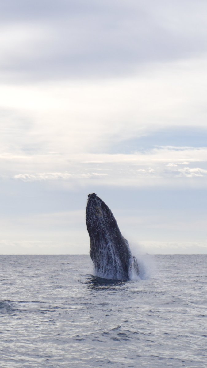 RandomTrip tweet media