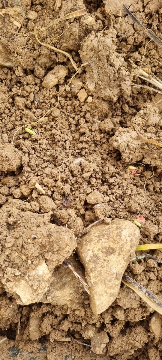 bubu1664's tweet image. Au faite 
Non c'est pas carnaval 🤪
Pois à la volée cf tweet
Et la dernière c'est le semis fait ya un mois sur labour 
#pois #petitpoissonrouge #agriculture #FrAgTw #NosAgris #terresinnovia