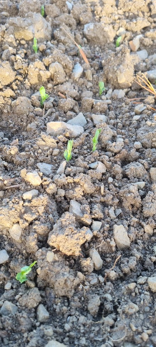 bubu1664's tweet image. Au faite 
Non c'est pas carnaval 🤪
Pois à la volée cf tweet
Et la dernière c'est le semis fait ya un mois sur labour 
#pois #petitpoissonrouge #agriculture #FrAgTw #NosAgris #terresinnovia