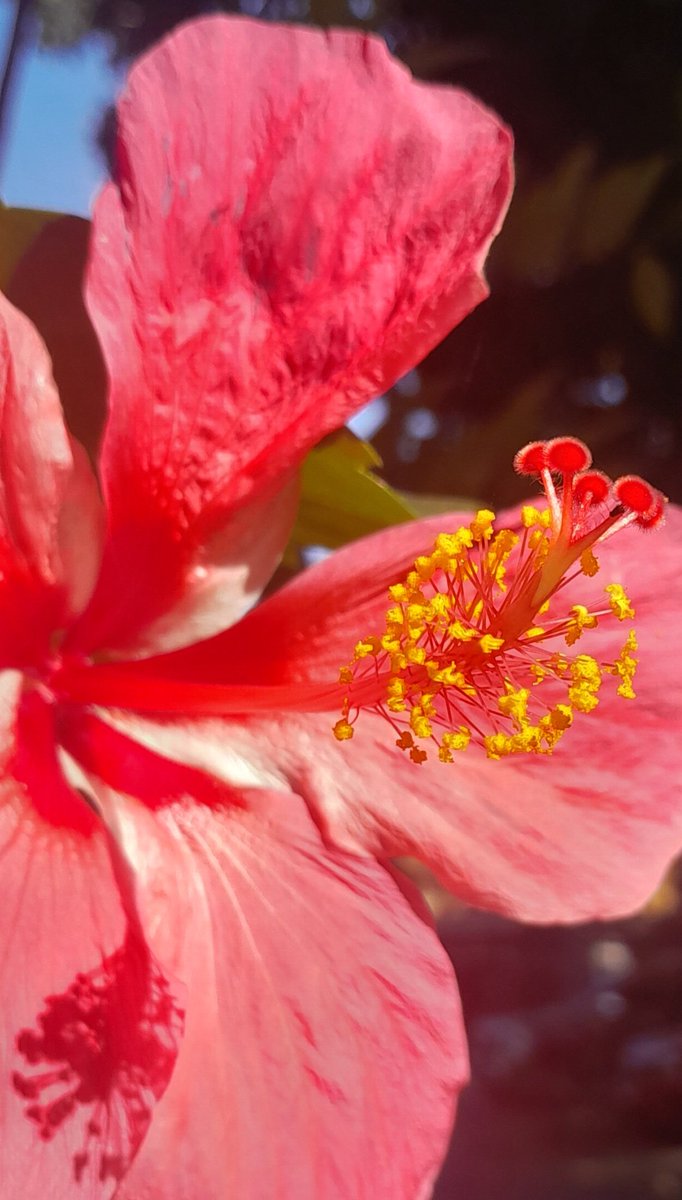 rodelcost's tweet photo. #HappyValentinesDay, Mama. For most of us, our mother is our first love 💝
She had a green thumb. She had several Gumamela (Hibiscus) plants. I took this pic last week, on the day she died.
It's also #AshWednesday today.
"From dust you came, to dust you will return" 🙏 https://t.co/0k89wOzEBA