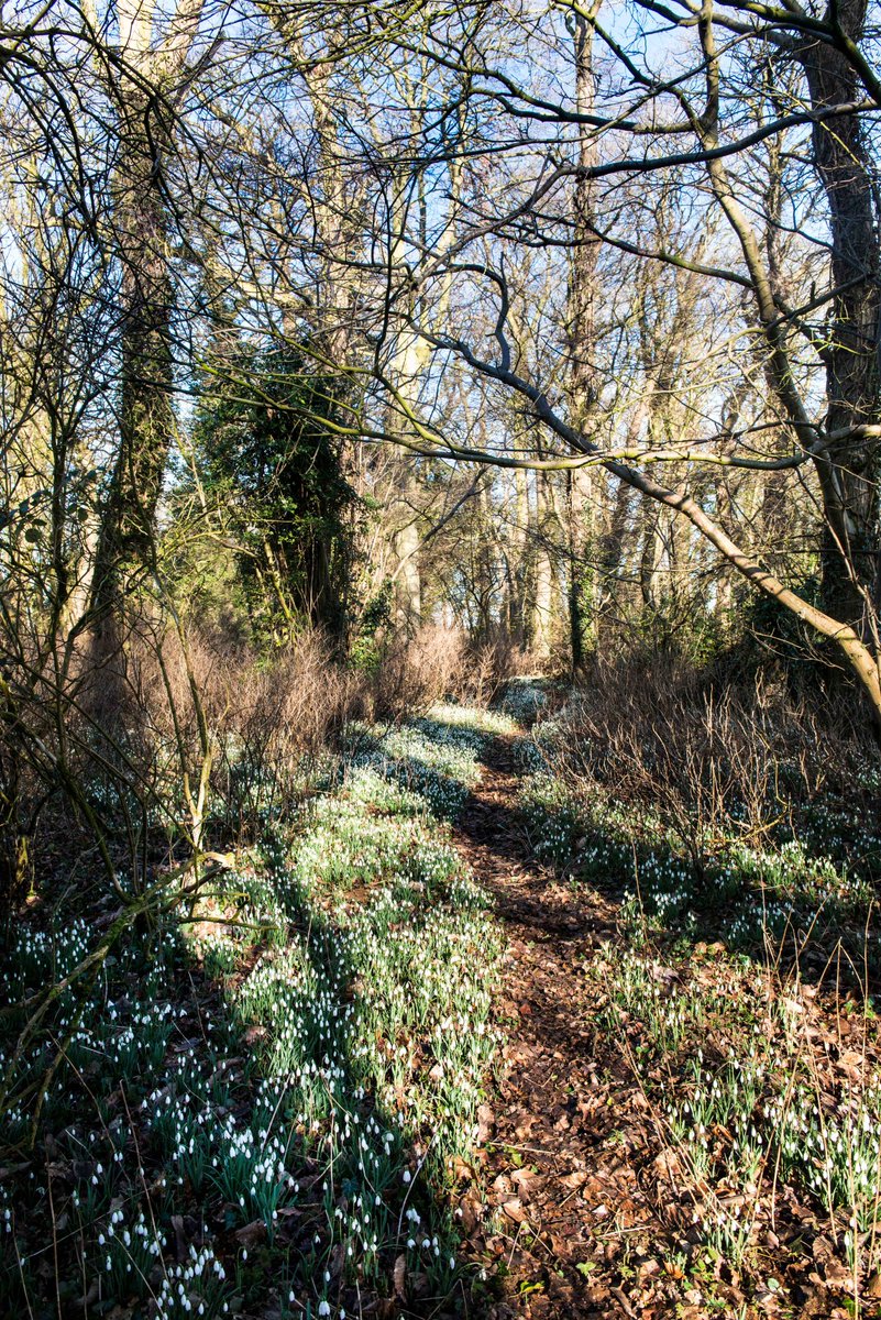 BAGTHORPE HALL. Bircham, PE31 6QY. Open Sunday 18th Feb 11am-4pm. A delightful circular walk which meanders through a stunning display of snowdrops naturally carpeting a woodland floor, and then returning through a walled garden. Details here: findagarden.ngs.org.uk/garden/18577/b…