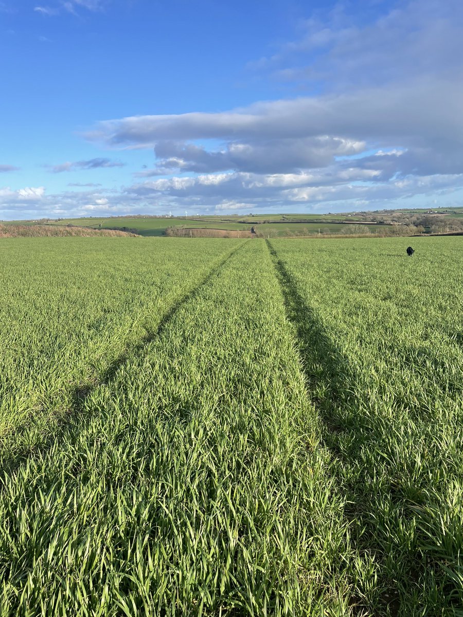 One variable rate unlock code and a few calls to <a href="/HarryRabbetts/">Harry Rabbetts</a> later we are ready for the #kingsbarn winter barley wholecrop. 

<a href="/omniauk/">Omnia Digital Farming</a> NDVI going to vary the first split +\- 30kg N ,