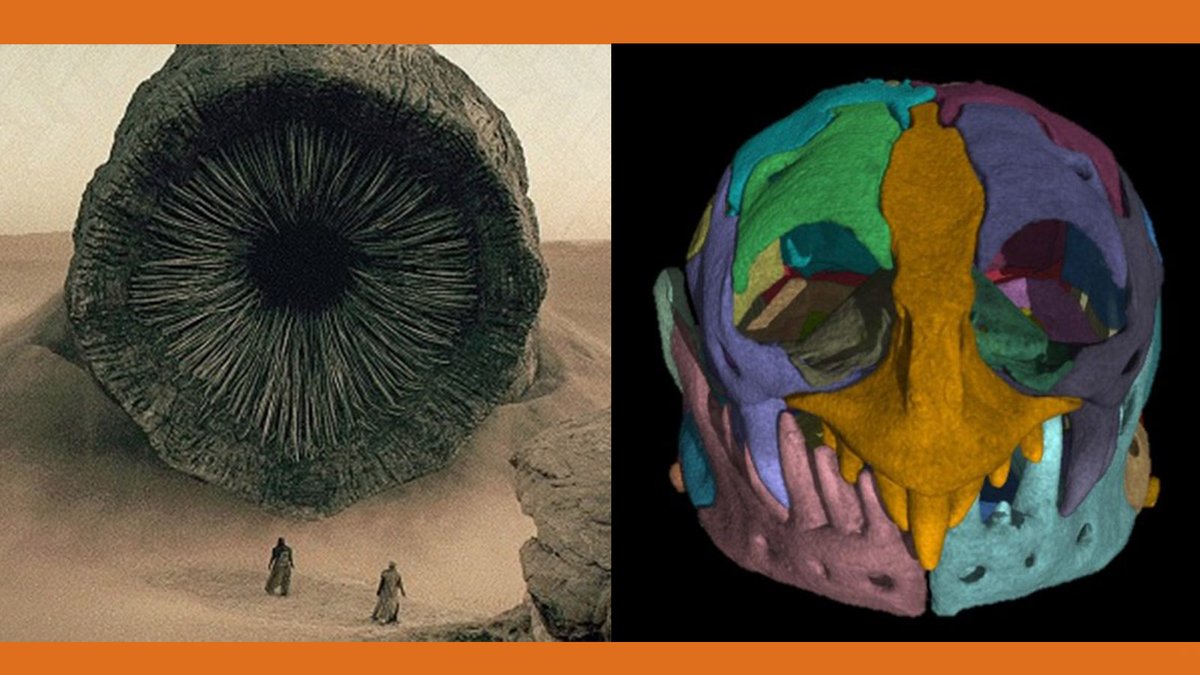 Hollywood sandworm vs. the real thing.🙃
More on the amazing anatomical details that our <a href="/UTexasCT/">UTCT</a> helped reveal:  jsg.utexas.edu/news/2024/02/b…