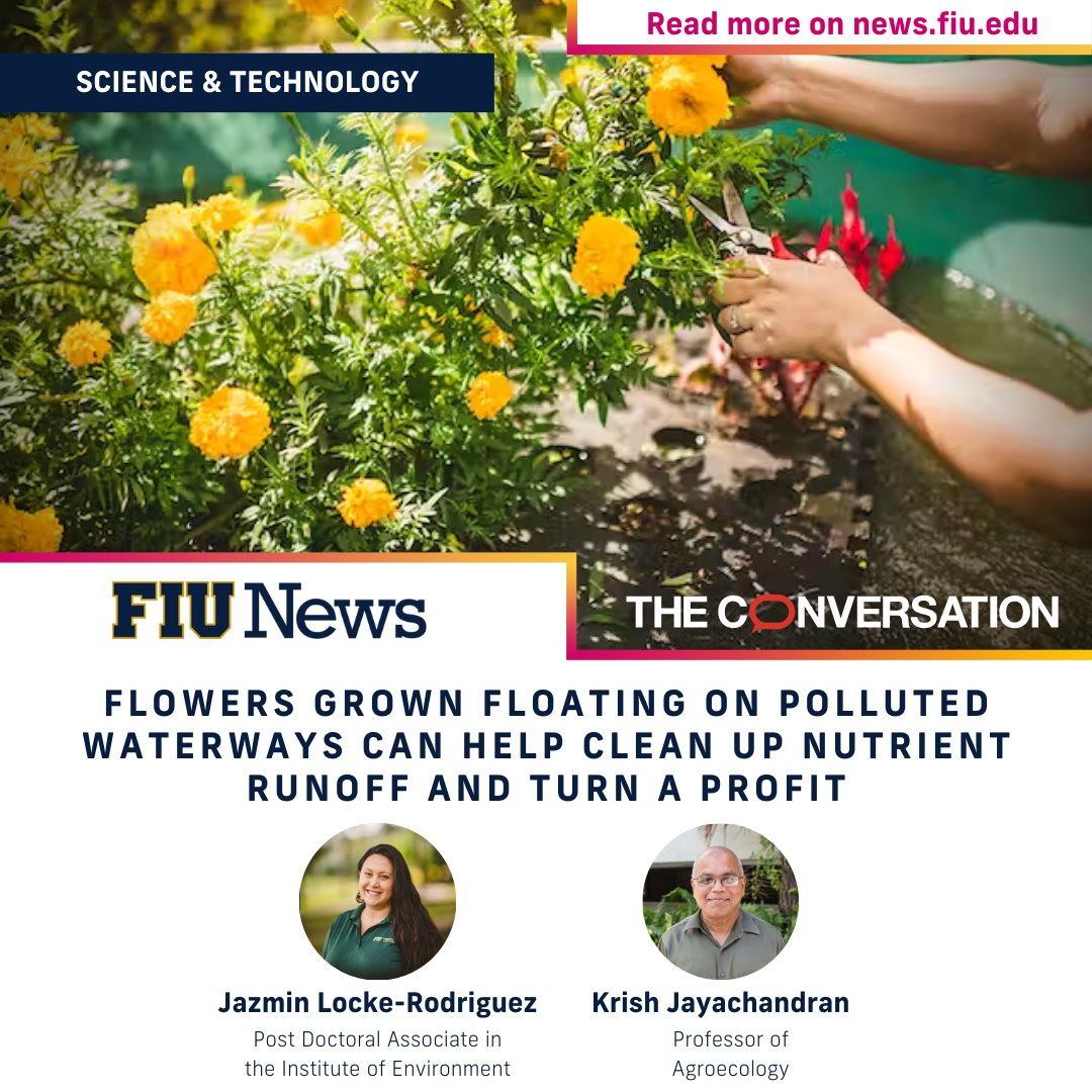 #Waterpollution is caused in large part by nutrient runoff. @FIUEnvironment professor Krish Jayachandran and PhD Associate Jazmin Locke-Rodriguez explain how #flowers grown on floating platforms can help clean polluted waterways in @ConversationUS. go.fiu.edu/flowers-pollut…