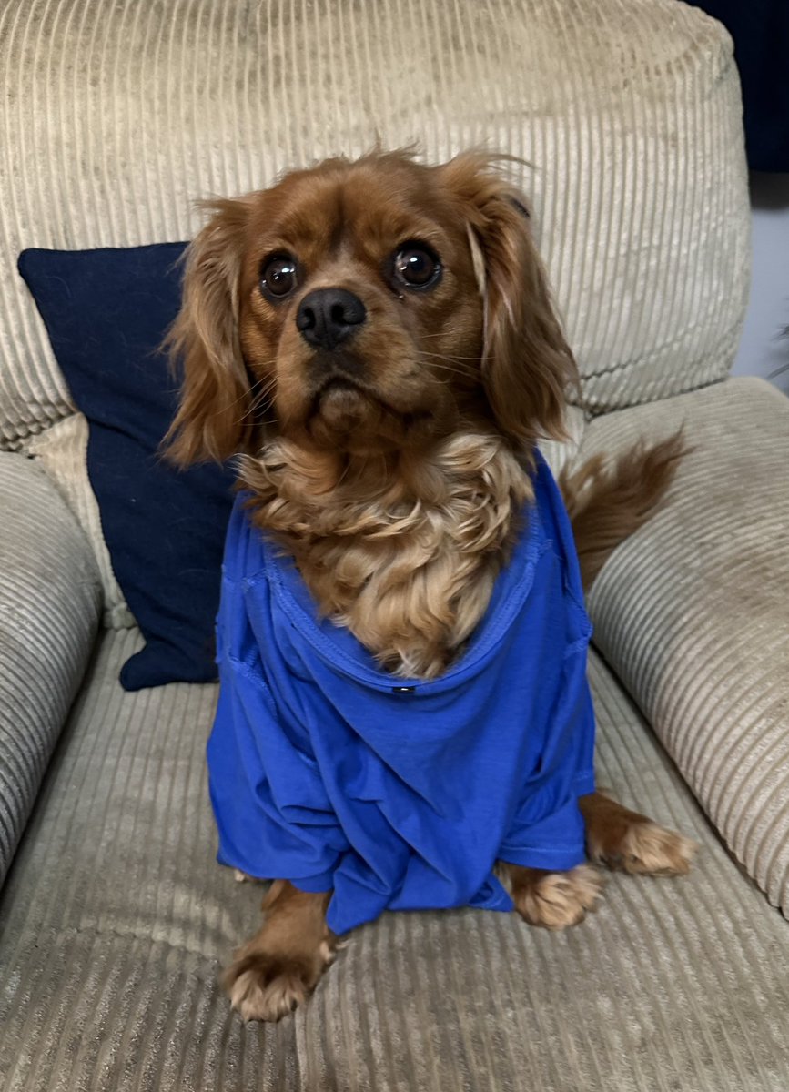 Me habs taken a liking to dis t-shirt which belonged to my hoodad before me chomped holes in it and started wearings it. Me finks it is a d-shirt now.