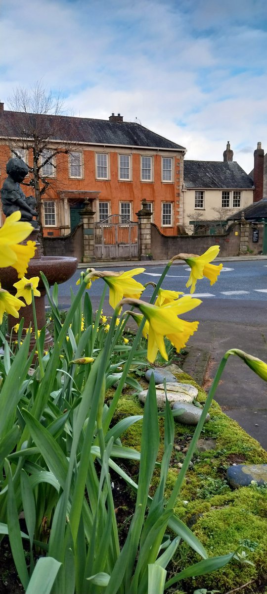 Daffodils are out in #Cockermouth @WordsworthNT @NT_TheNorth