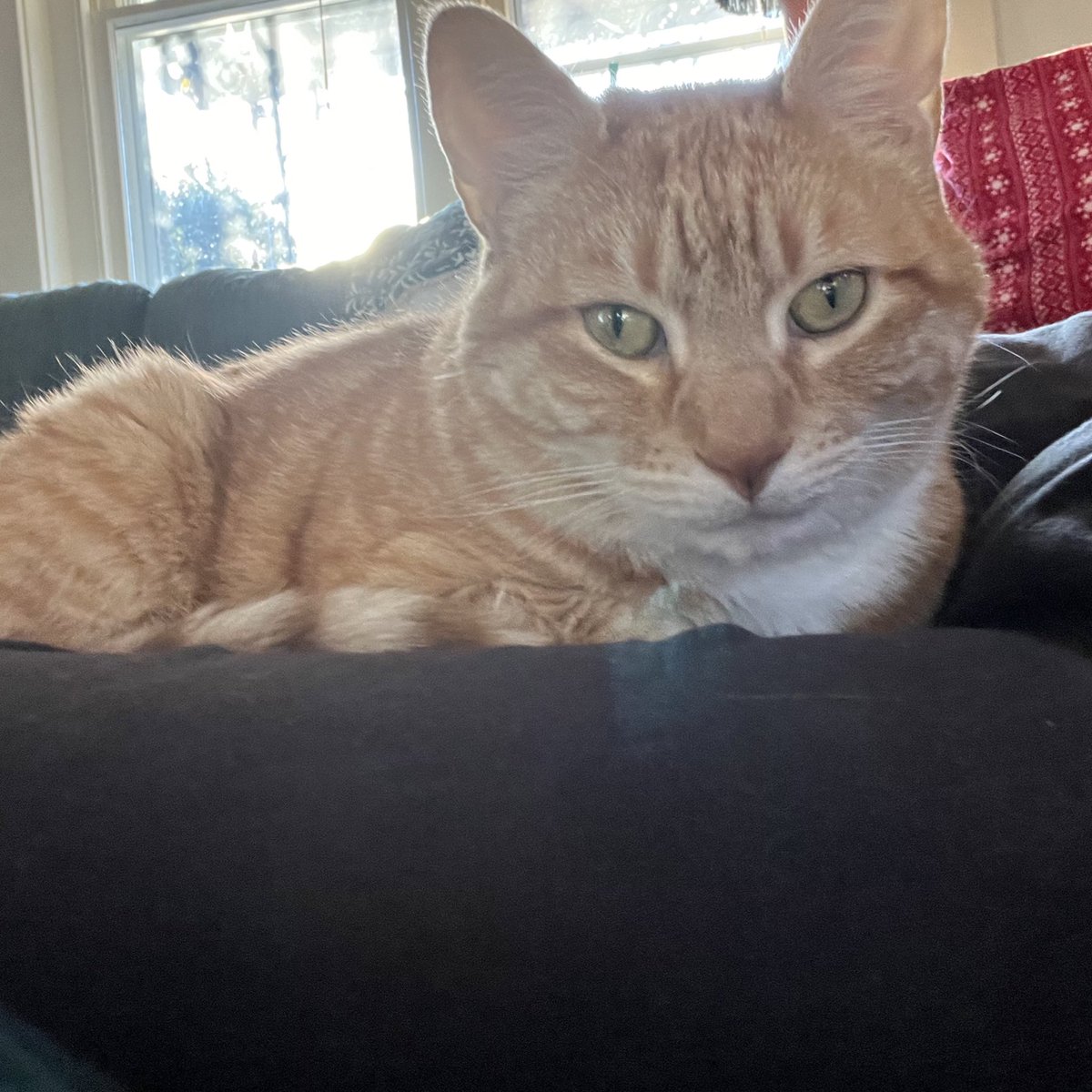 Jorts (and Jean) tweet media