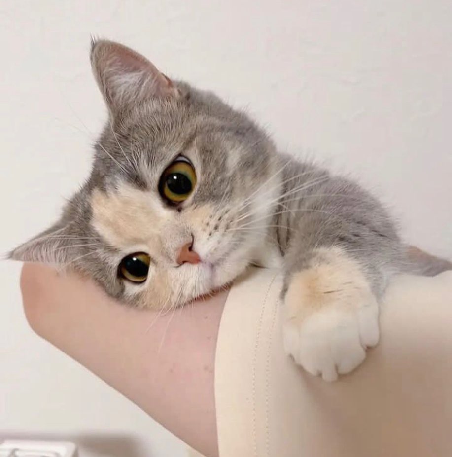 Punch Cat (@punchingcat) on Twitter photo 