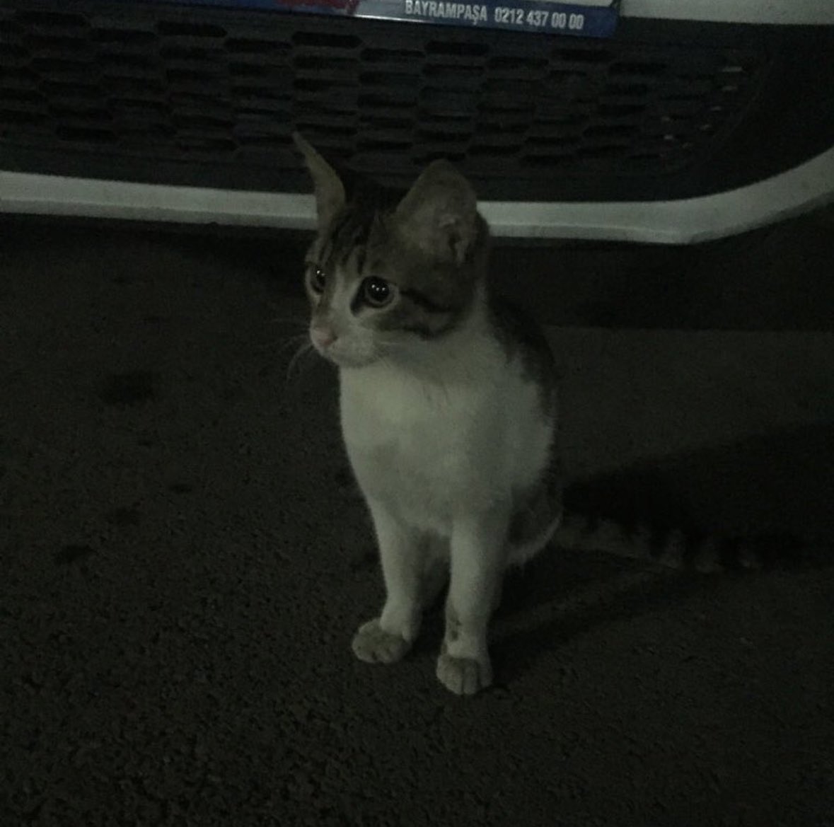 canturaldeu's tweet photo. O vahşice öldürüldü ama onu öldüren yaratık yiyor, içiyor, geziyor. Bir de iyi halden indirim yaptılar. Madalya da takarlar yakında. 
Kedi 5 yıldır apartmanın otopark girişinde yaşıyormuş. Zaman zaman içeri girip apartman sakinlerinin verdiği mamayı yiyip çıkıyormuş. 
Bir gün asansörde karşısına bir cani çıktı ve zevk için onu öldürdü. 6 dakika boyunca kemiklerini kıra kıra ezdi.
Bu katil savunmasında “stresliydim, ondan yaptım” demiş. 
Hukuk sistemi de stres atmak için kendisinden katbekat güçsüz bir hayvanı  6 dakika işkence ederek öldüren bu şahısı aramıza geri saldı.
Hayvan düşmanı acizlere şunu söylemek istiyorum: 
Bu hayvan katilleri kızlarınıza ve çocuklarınıza yönelince ağlamayacaksınız. Trafikte biri çekip sevdiğiniz birinin kafasına sıktığında “n’apalım, adam stresliymiş” diyeceksiniz.
Maalesef arada olan masumlara da olacak. Hayvana şiddetin insana şiddete dönüşmeyeceğini sanan kafasızlar yüzünden daha çok masum hayvanımız ve insanımız zarar görecek. 
#hayvanhaklarıanayasaya