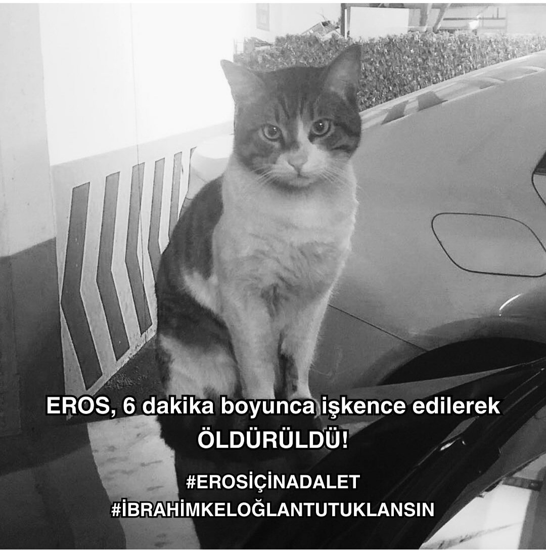 kedife's tweet photo. #ibrahimkeloglantutuklansın https://t.co/7vR5xfIbhF