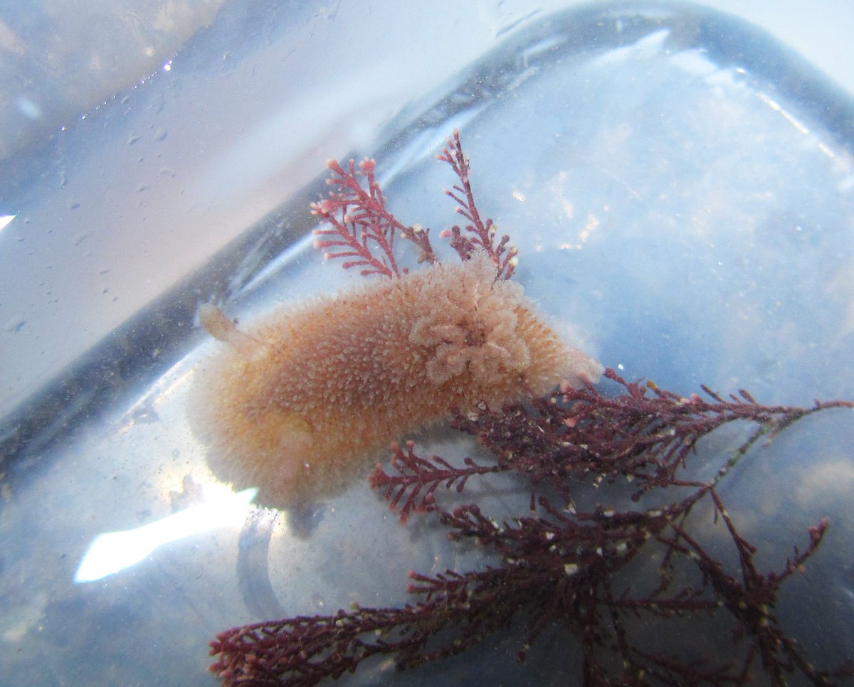 Nudibranch sp. (sounds a bit more sophisticated than sea slug), one of the rarer group finds at Epple Bay, Birchington
#kent #shoresearch