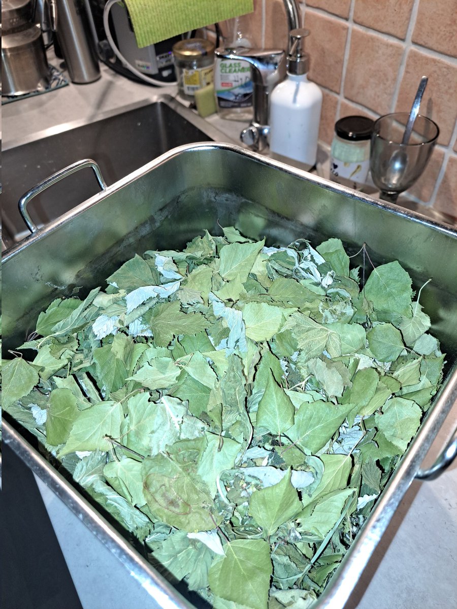 guld55's tweet photo. @SWEM00SE @JohanLindow @TobiasThilly @AndreFalt @eriksson8111 @Husmusen75 @risalusofia @eklof_sara8131 @AnnFlt13127 @Blomqvist5Peter Torkade gröna blad plockade en solig vårförmiddag, gratis extremt nyttigt. Perfekt i vintersmoothie, välj tillbehör efter smak och förståelse ❤❤ https://t.co/2Xl8sMUcjJ