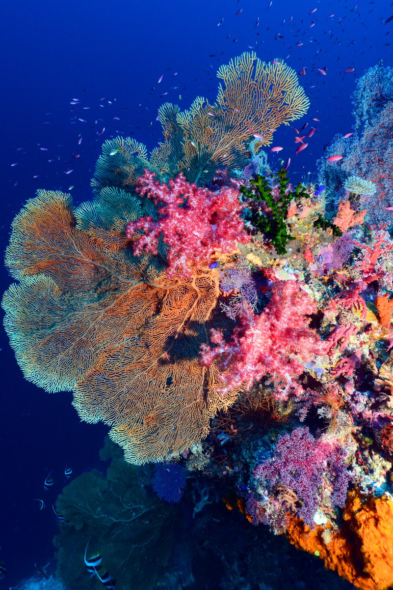 Mission Blue (@missionblue) on Twitter photo "How much of your heart do you want to protect? We really need to think about the world, the ocean, and nature as our life support system and do everything we can to protect it. It underwrites our economy, our security, our health—our very existence." <a href="/SylviaEarle/">Sylvia A. Earle</a>
📸Yvette Lee "How much of your heart do you want to protect? We really need to think about the world, the ocean, and nature as our life support system and do everything we can to protect it. It underwrites our economy, our security, our health—our very existence." <a href="/SylviaEarle/">Sylvia A. Earle</a>
📸Yvette Lee