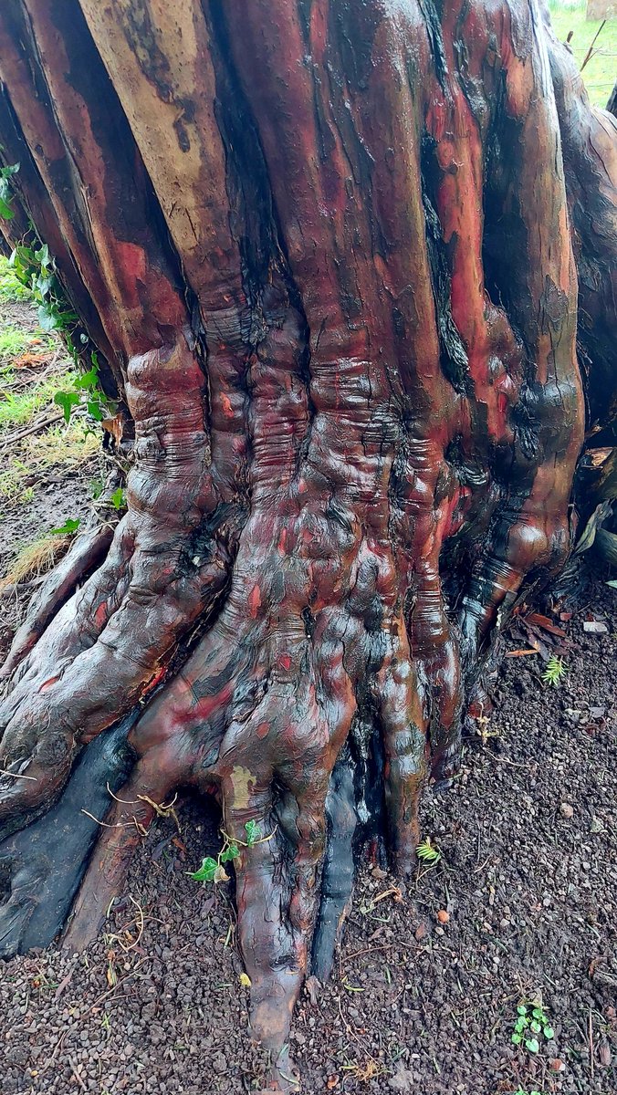 Just1Snap's tweet photo. The extraordinary shapes and colours of a Yew in the rain, seen in a little churchyard at the weekend.
#yew #thicktrunktuesday #remarkabletrees https://t.co/fb0UQKOSWB