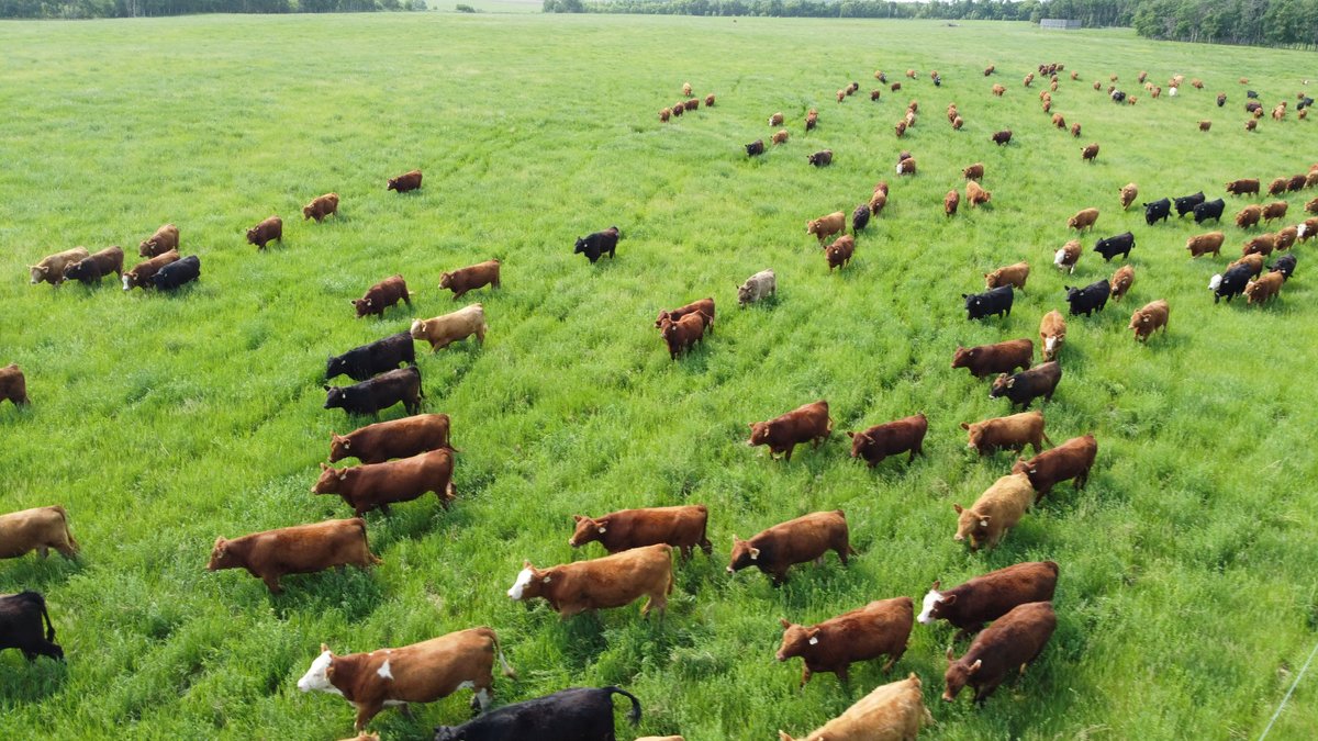 CCA celebrates our 60,000+ Canadian beef producers every day. #CdnAgDay is a bonus. Our producers work hard to ensure our #cdnbeef is the highest quality to feed Canadians and the world.  To our producers - we salute you - today and every day.  #foodsecurity #Sustainability