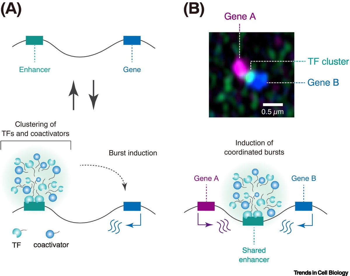 Takashi Fukaya (@fukayalab) on Twitter photo Delighted to share new review paper published in <a href="/TrendsCellBio/">Trends Cell Biology</a> ! We discuss emerging new models of enhancer functions, including our favorite 'transcription hub' model.
"Regulatory Landscape of Enhancer-mediated Transcriptional Activation." Link here: authors.elsevier.com/a/1ibIs3QxxSux… Delighted to share new review paper published in <a href="/TrendsCellBio/">Trends Cell Biology</a> ! We discuss emerging new models of enhancer functions, including our favorite 'transcription hub' model.
"Regulatory Landscape of Enhancer-mediated Transcriptional Activation." Link here: authors.elsevier.com/a/1ibIs3QxxSux…
