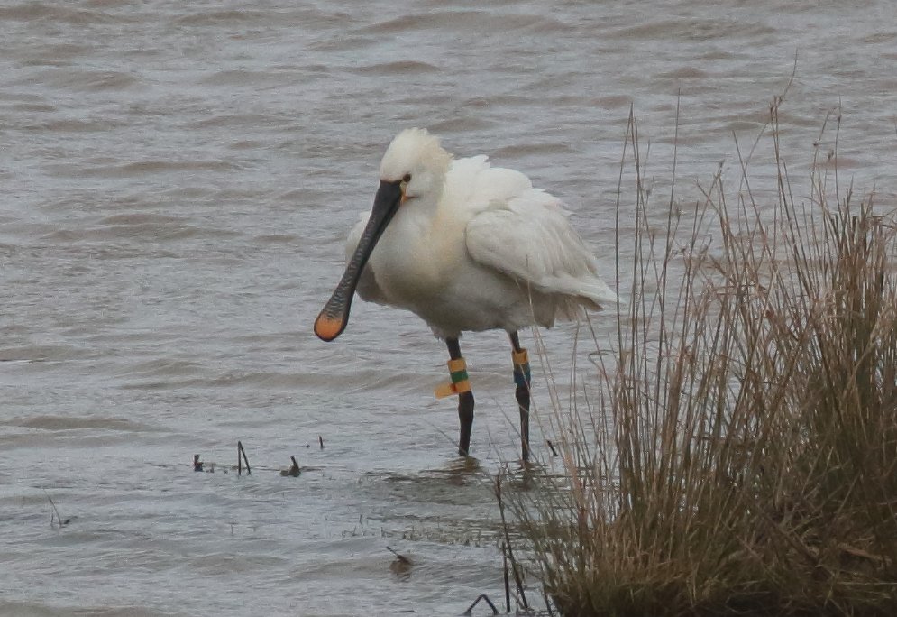 Really pleased to see an old friend return to Holkham today. Canary 1 back for his 8th breeding season (hopefully) in his 10th year of life. <a href="/harbourbirds/">Birds of Poole Harbour</a> <a href="/WGLepelaar/">Werkgroep Lepelaar</a> <a href="/GlobalFlyway/">Global Flyway Network</a> . Most of his life has been spent in the UK, even regular wintering, in Dorset or Suffolk.