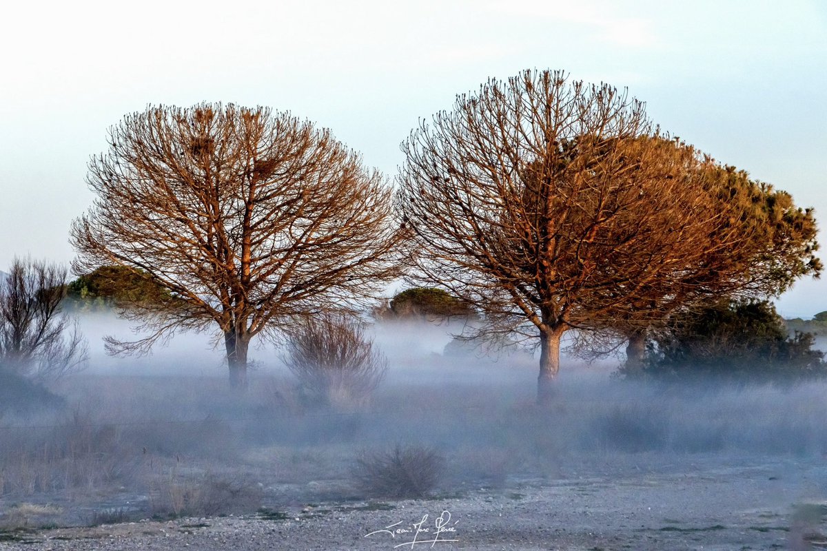 Le brouillard matinal recouvre la terre de son enveloppe protectrice. 

#fog #brouillard #paysage #lanscape #aude #audetourisme #leucate #leucatetourisme #occitanie #occitanietourisme #cotedumidi #photography #photooftheday #photo #photographie #canon #canonfrance