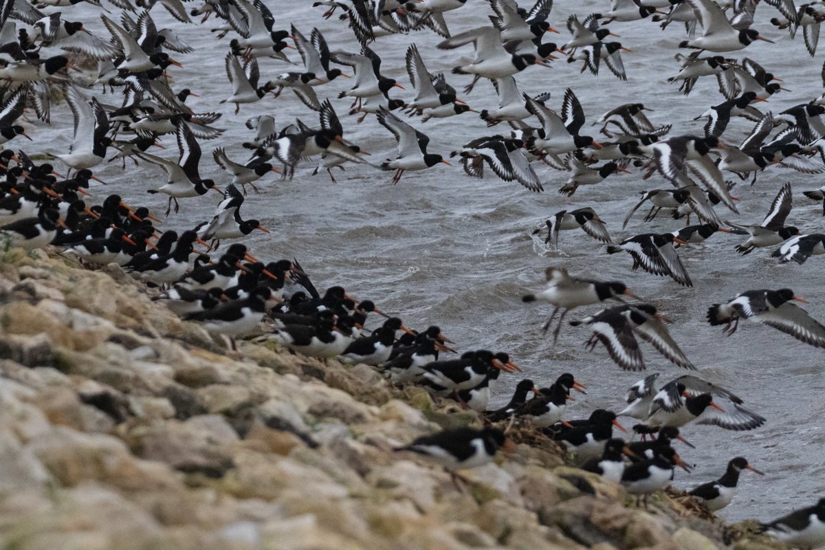 One or two oystercatchers just outside the Cut End Hide this morning with Andy Sims