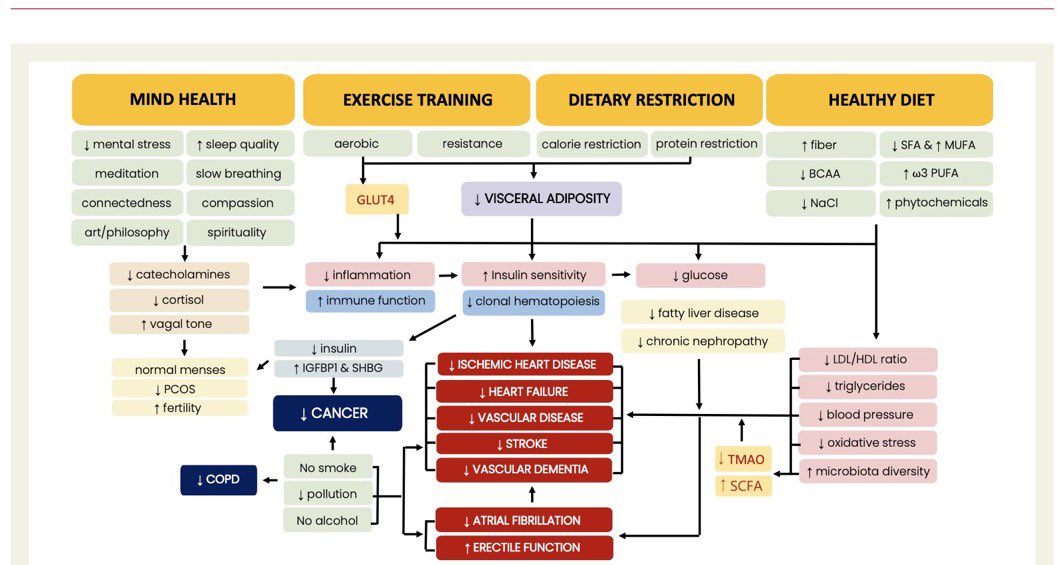 🫀🚩 NUEVAS RECOMENDACIONES PARA SALUD CARDIOVASCULAR 

✅El ejercicio de fuerza es indispensable para mantener la masa muscular y mejorar la salud metabólica. 

✅El descanso nocturno es un pilar importante de la salud cardiovascular. 

✅El ayuno intermitente es una herramienta