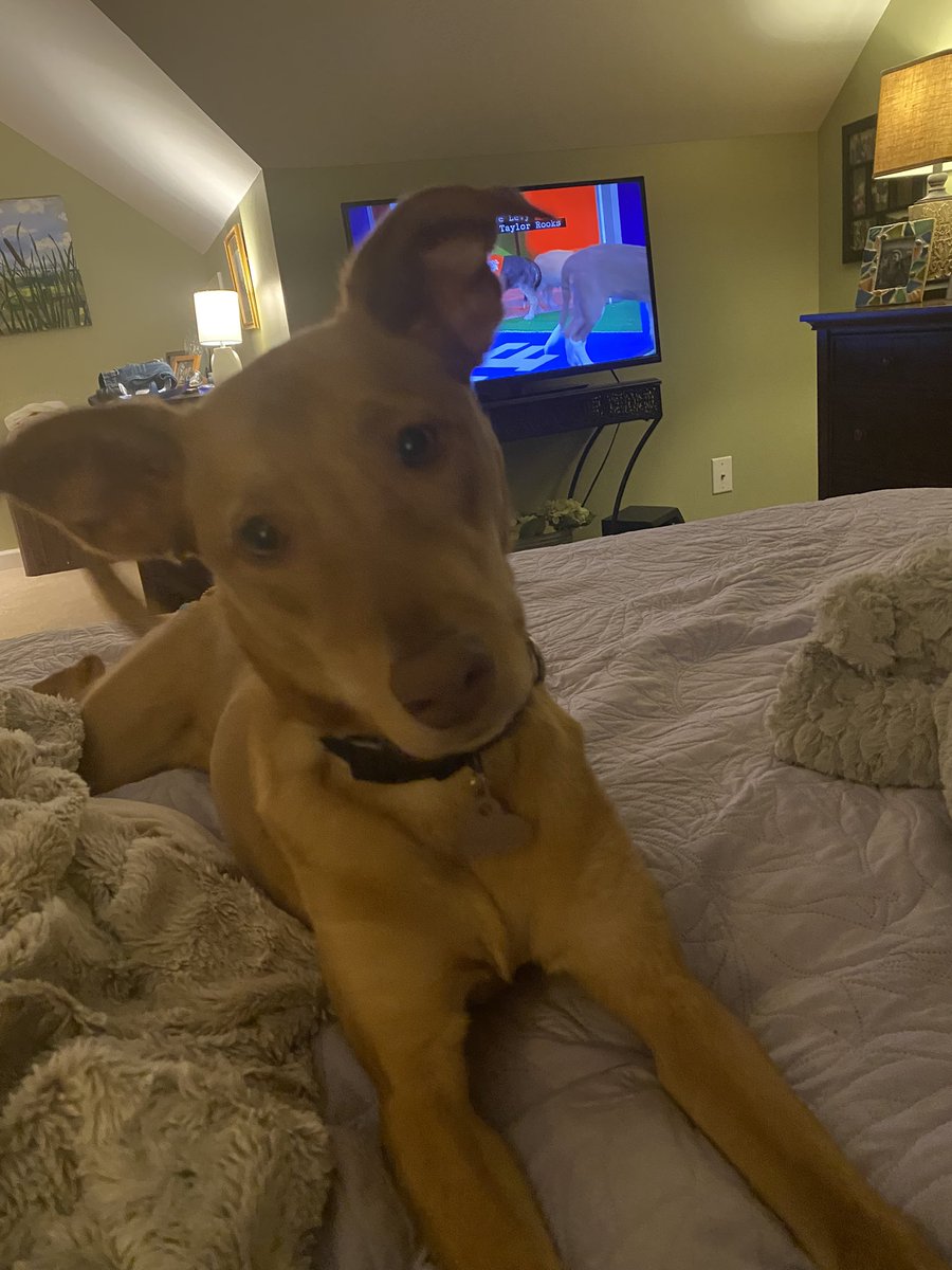 KstarrPR's tweet photo. @bunsenbernerbmd Getting my baby’s DNA done. She’s 9 months but I think she has some visla in her! https://t.co/L1FE0SqyVL