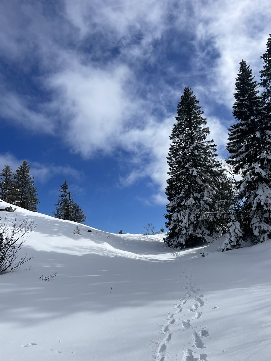 PhilippineSurer's tweet photo. Out in the snowy Jura tracking wolves for monitoring purposes! Found some wolves tracks and even snagged some urine samples >> how to make a biologist happy ❄️🐺🧬 #phdlife #wildliferresearch #snowtracking https://t.co/nBRwva4Gqi