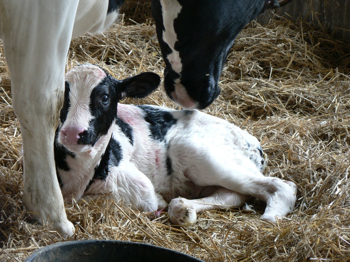 Happy St Valentine's Day!  Joyeuse Saint Valentine!