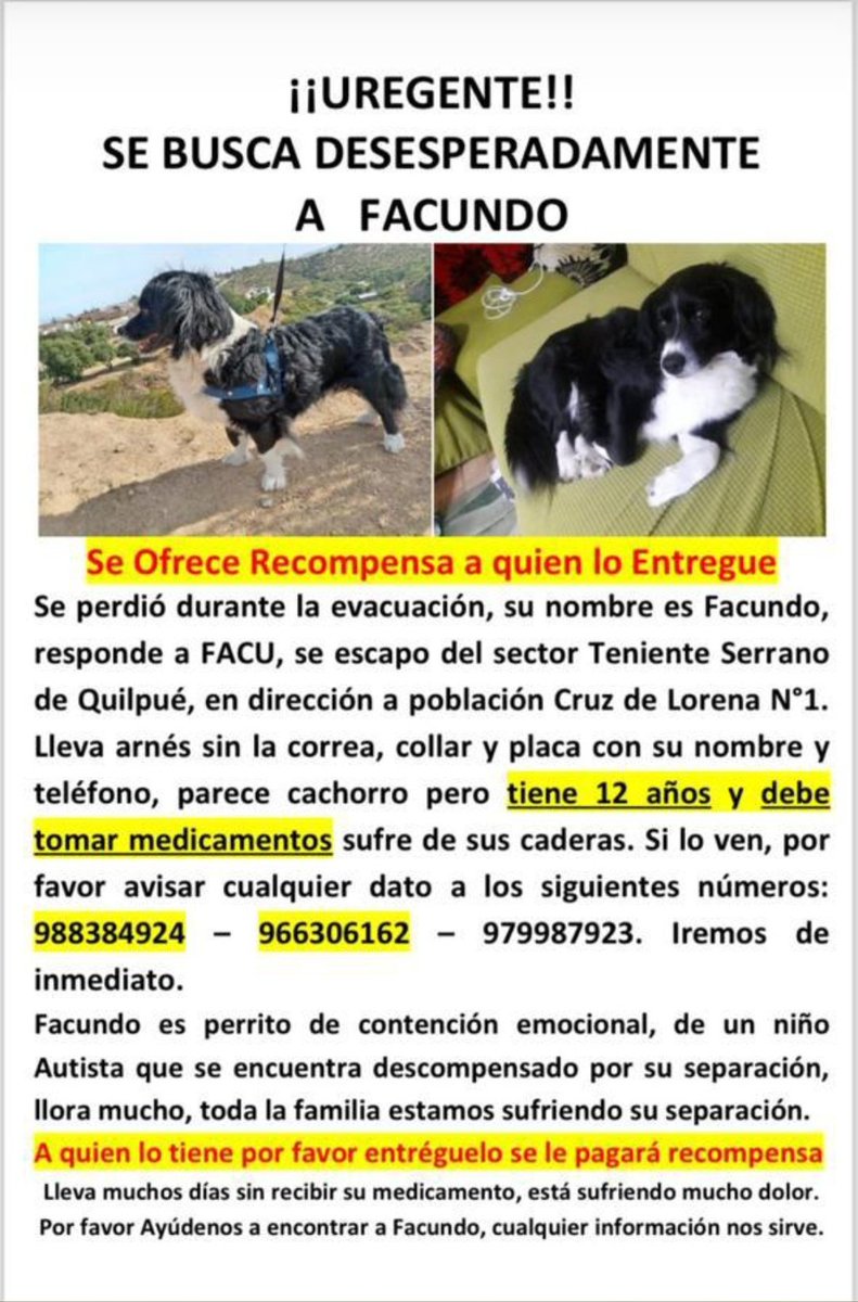 #Rulifx® 🐾#ViudaDelClan tweet media