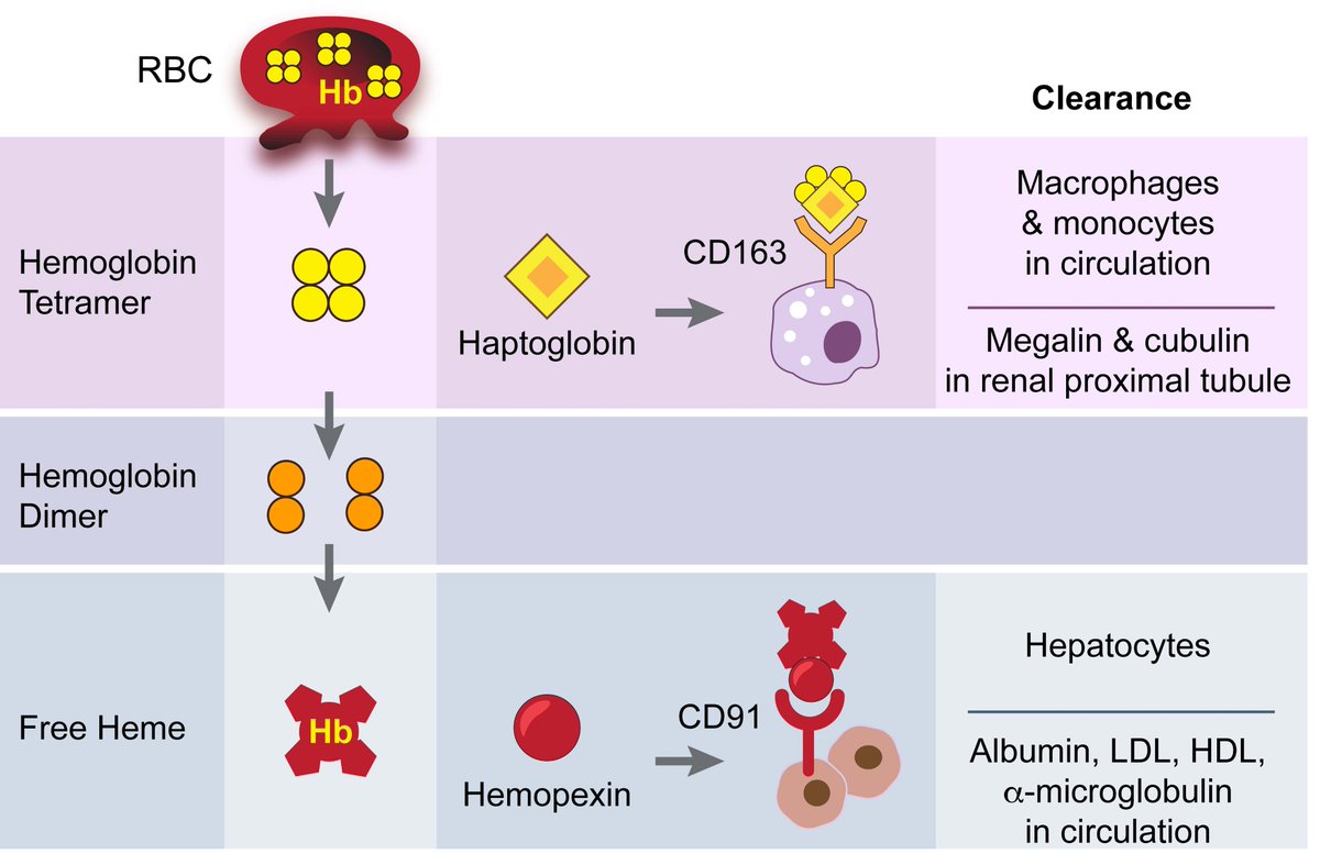 James Ross (@rossjamest) on Twitter photo Happy to report our new scoping review, laying out the potential roles of Cell-Free Hemoglobin in the pathophysiology of Trauma and the major open questions in the field. journals.lww.com/ccejournal/ful… <a href="/callcura/">Rachael Callcut, MD, MSPH</a> <a href="/drajrobles/">Anamaria Robles</a> <a href="/DrKenRemy1/">Kenneth E. Remy, MD, MHSc, FCCM</a> <a href="/MontyMazer/">Monty Mazer</a> Happy to report our new scoping review, laying out the potential roles of Cell-Free Hemoglobin in the pathophysiology of Trauma and the major open questions in the field. journals.lww.com/ccejournal/ful… <a href="/callcura/">Rachael Callcut, MD, MSPH</a> <a href="/drajrobles/">Anamaria Robles</a> <a href="/DrKenRemy1/">Kenneth E. Remy, MD, MHSc, FCCM</a> <a href="/MontyMazer/">Monty Mazer</a>