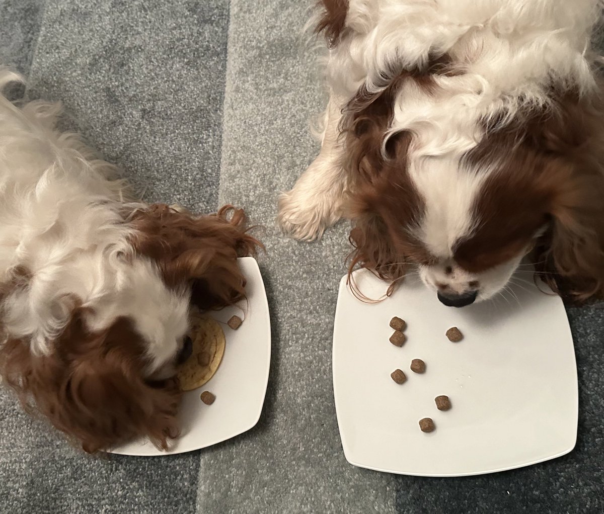 Happy Pancake Tuesday friends🥞 Mum has just made us some dog friendly pancakes. They were magic ones that disappeared in seconds! 🤣🙈 #PancakeDay #cavpack