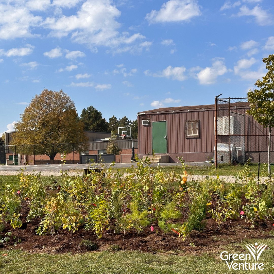 Green_Venture's tweet photo. Exciting News!
๐ฟ Dive into our latest blog about the transformative impact of mini forest planting and some of the lessons we have learned! (https://t.co/lyr3vv6BG8)
#CanopyforCommunity #UrbanForest #NativeTrees #TreesAreTheAnswer #miniforest #miyawakiforest https://t.co/aTrkaYFO8K