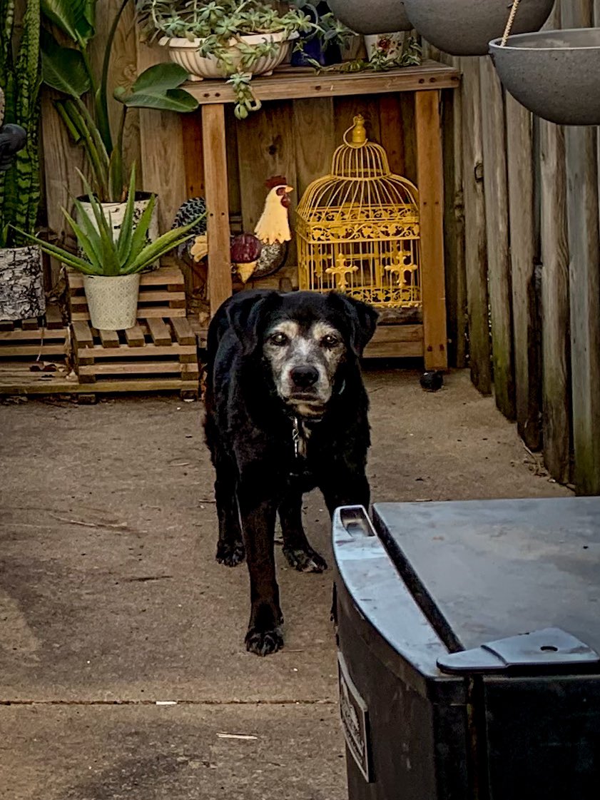 Found a picture of Jetta back in April amongst my yard photos. 🖤 #canislupusfamiliaris #labrador #blacklab #blacklabmix
