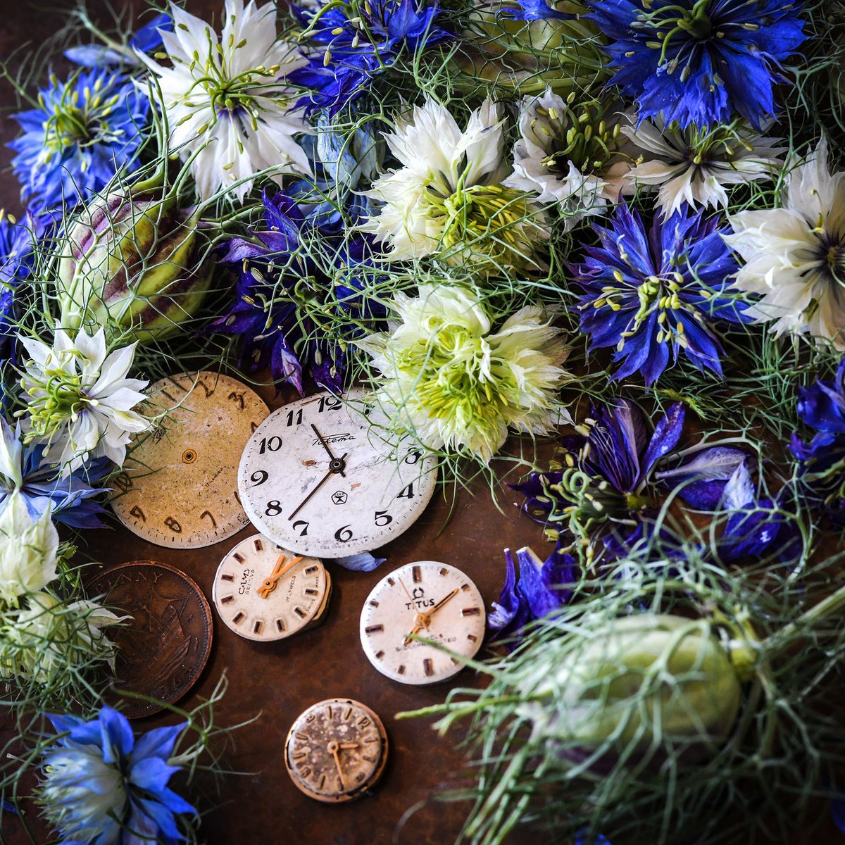 Did you know this? 🤔 💙 Love In A Mist may look fragile, but it actually thrives in poor soil. Sown in bare patches of the garden, they create a blanket of color where other flowers would struggle. 📸 Pictured is Miss Jekyll's Mix 👉 buff.ly/3UyyNre