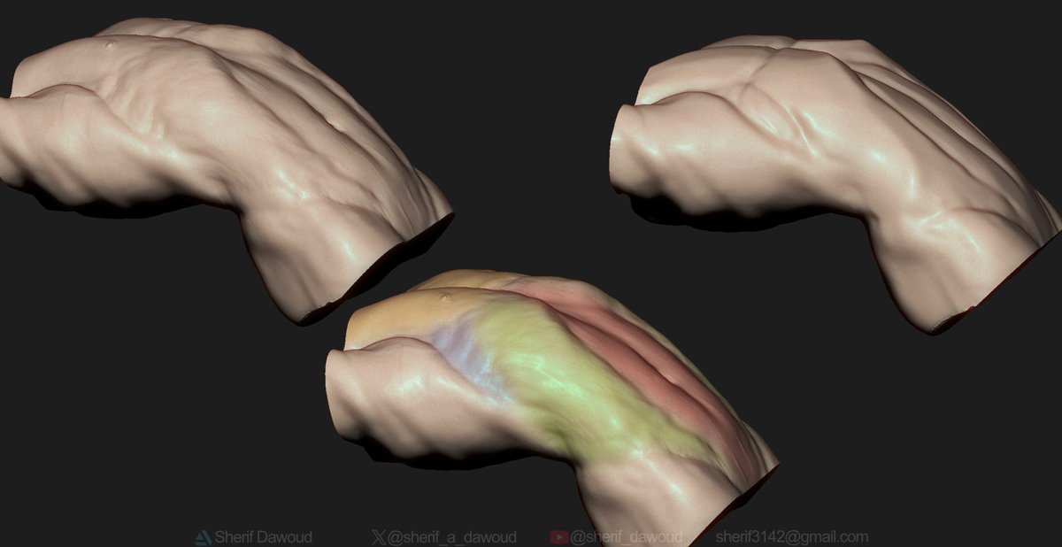 sherif_a_dawoud's tweet photo. abs anatomy side view https://t.co/qqXVCyAvMr
