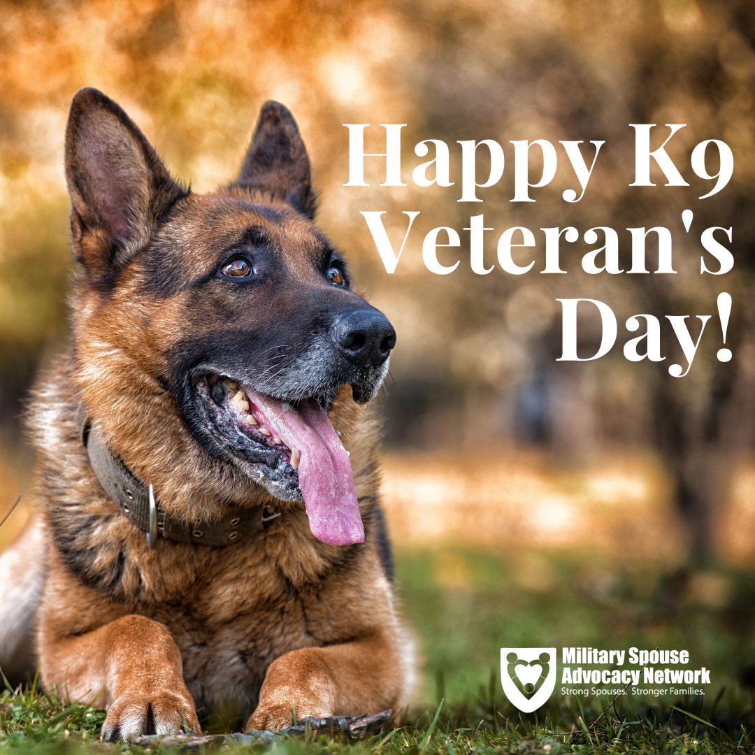 Today, we salute the brave and loyal K9 veterans who have stood side by side with our military forces. Their courage, dedication, and unwavering loyalty make them true heroes.  #K9VeteransDay #SaluteToService #MSAN