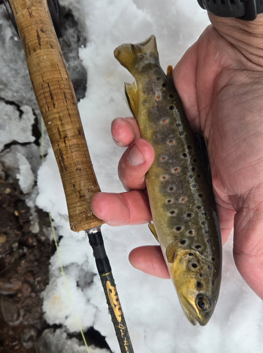 easternCTff's tweet image. The beauty and peacefulness of fly fishing in a snowstorm are matched only by the beauty of a wild fish.