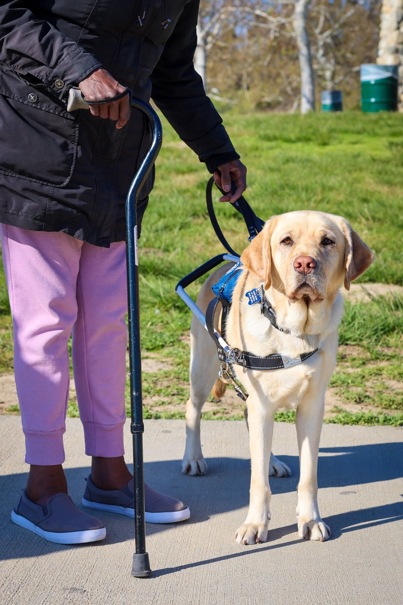At GDA|TLC, we believe that a well-trained service dog partner offers new opportunities for greater independence, enhanced mobility, and social interaction.