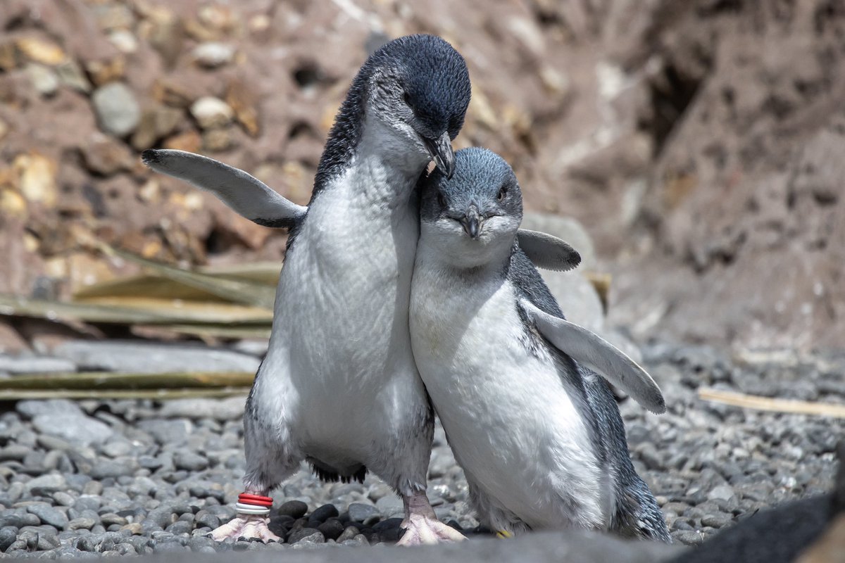 Happy Valentine’s Day from these lovebirds at the Antarctic Centre in chch!
#penguin #valentines #nz