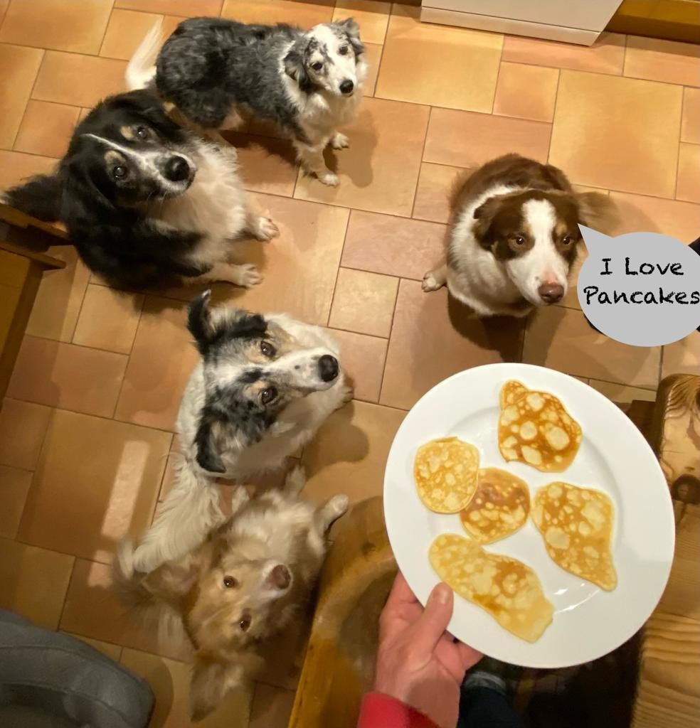 Has your dog enjoyed #PancakeDay ?

Our volunteer Sarah and her pack certainly enjoyed them ! 

Let's see your photos 📸 🙏🐾

#PancakeTuesday #Pancakeday2024