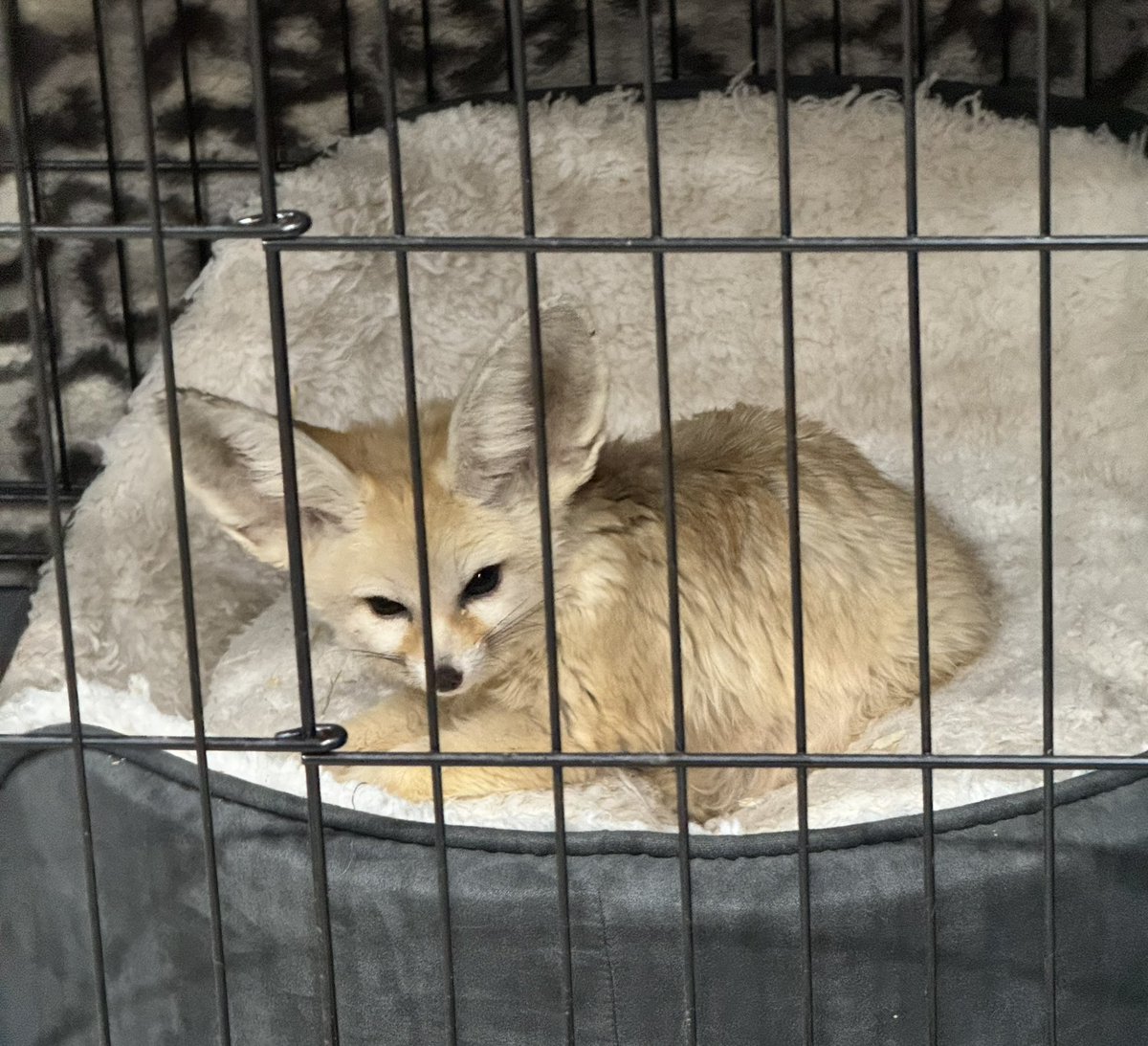 fudgeandco's tweet photo. Now that he’s settled into his temporary enclosure, we are delighted to show you today’s new arrival, our beautiful Fennec Fox 🥰
We will keep you updated on his progress over the coming weeks! https://t.co/YURMworxot
