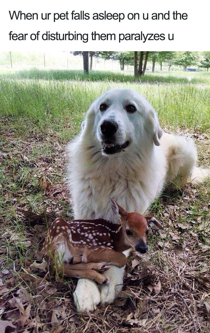 Mydogluvsme_'s tweet photo. The reason a dog has so many friends is that he wags his tail instead of his tongue. https://t.co/hUe14doO4K