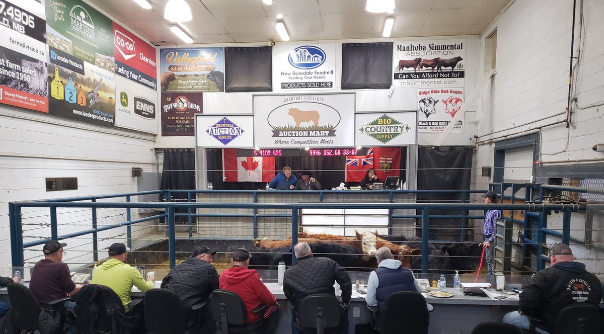 Celebrating Canadian Ag Day by selling calves for record prices. $2,620 avg on 685 lb steers. What a time to be alive! #cdnagday
