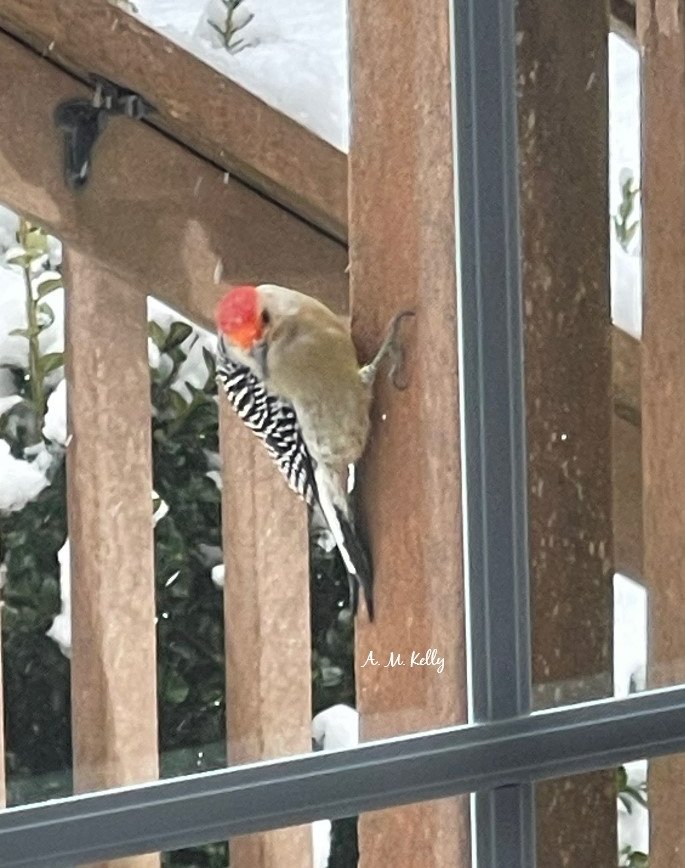 #maleredbelliedwoodpecker  Looking for the peanuts I through the snow today