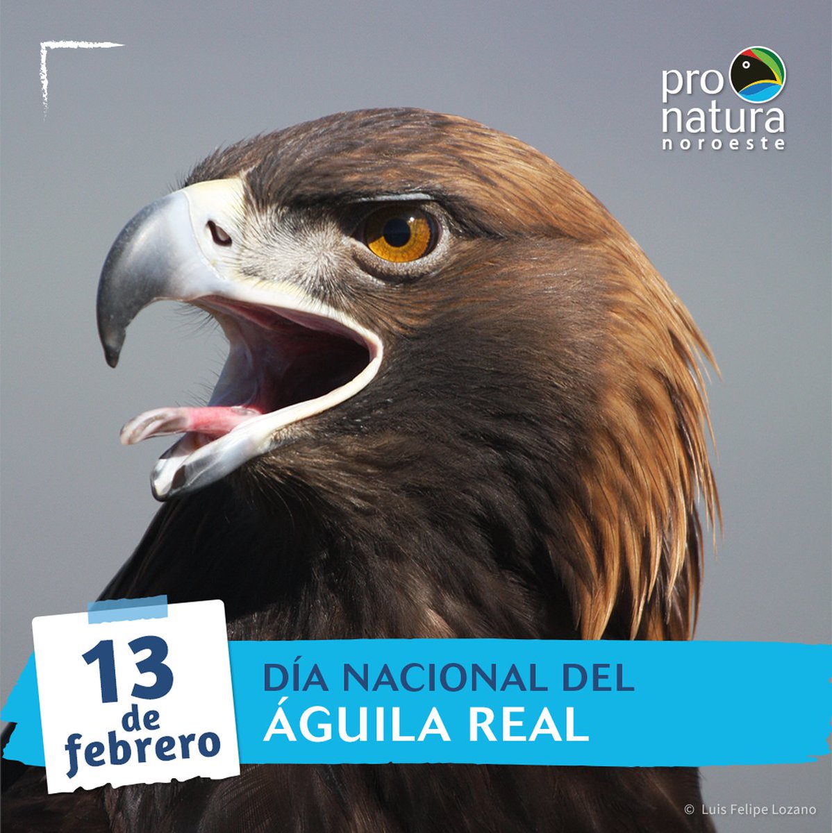 Hoy celebramos el Día Nacional del Águila Real, un ave emblemática para México. Catalogada como una de las de mayor tamaño en el país, vuelan en zonas áridas, semiáridas y montañosas. ¡Seamos parte de la conservación del águila real! pronatura-noroeste.org/contribuye/