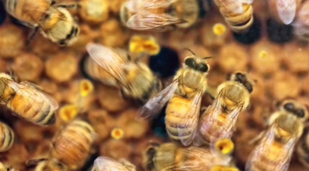 A project lead by Dr Francesco Merola and Professor Cather Simpson at our Photon Factory is exploring the use of lasers in beehives to ward off the destructive Varroa Mite. This presents an affordable protection method that avoids the use of pesticides. auckland.ac.nz/en/news/2024/0…