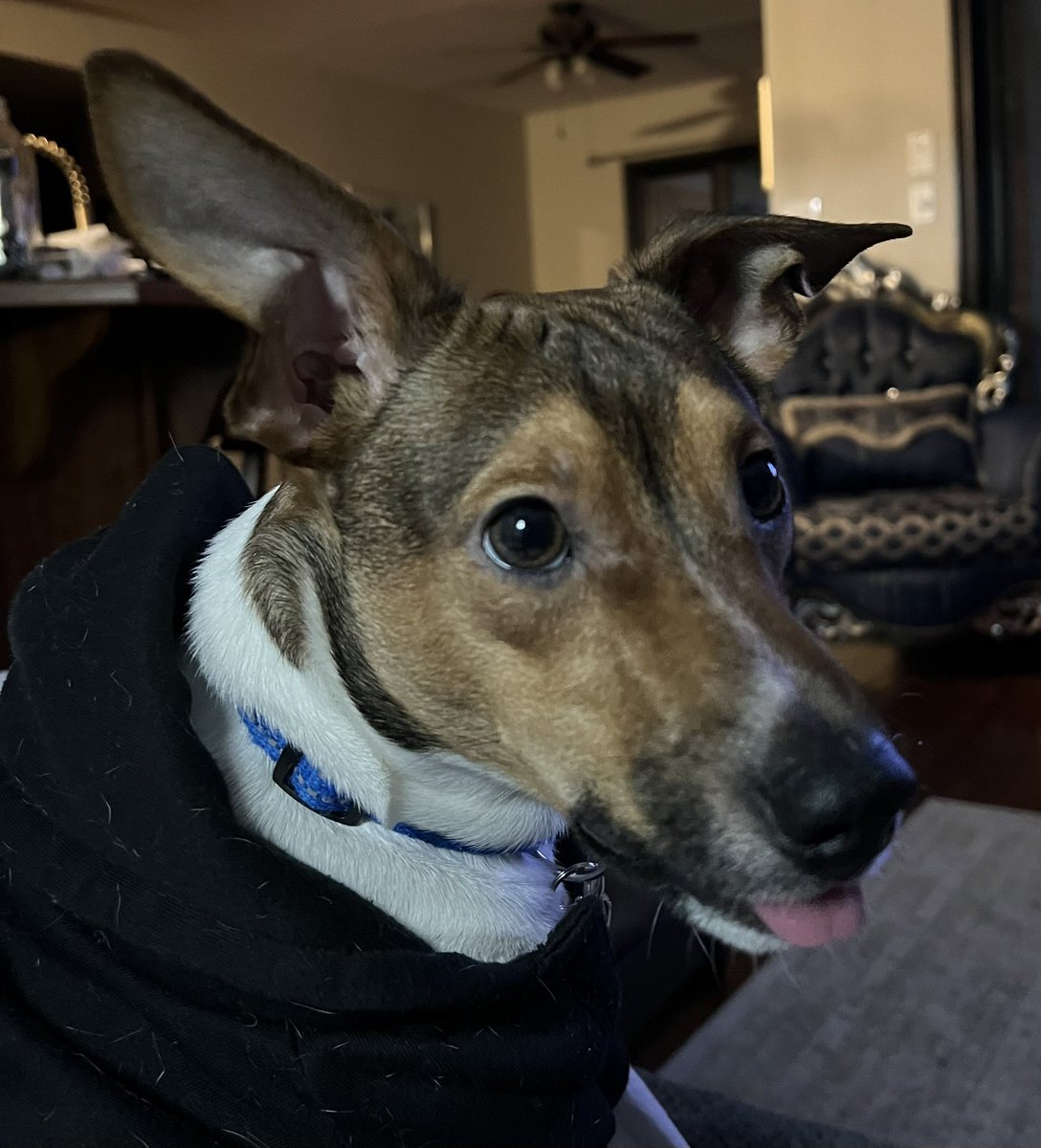 wolfden222's tweet photo. @gtconway3d Floki sends his love. https://t.co/SSpNEtwadc