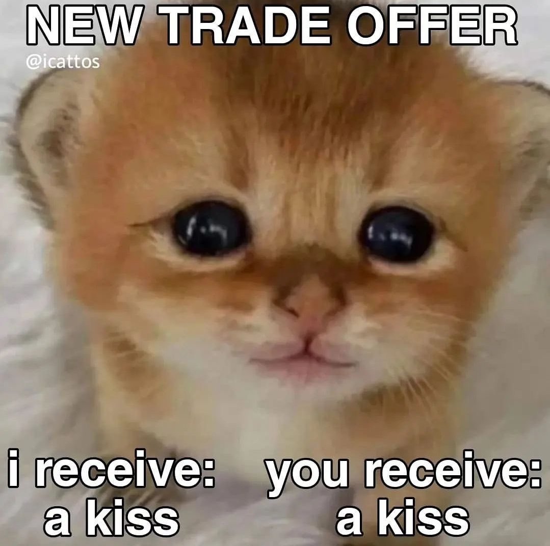 smol silly cat (@catsillyness) on Twitter photo 