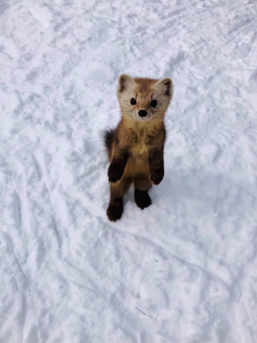 CrossKnight28's tweet image. It's all heavily referenced at minimum (Middle is traced, I just needed it as a starting point) but its my first time drawing really so I'm still very happy with it and had a lot of fun making it. I want to make sure I keep this forever so I can look back on it someday.